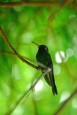 El zunzún, también conocido como picaflor o colibrí, es muy común en toda Cuba, lo mismo se le encuentra en bosques alejados que en jardines caseros, en Las Tunas, Cuba, el 13 de noviembre de 2015. AIN FOTO/Yaciel PEÑA DE LA PEÑA/
